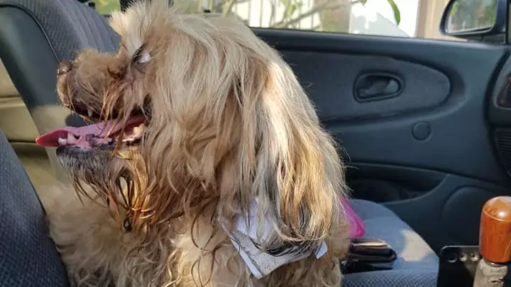 ​Man Finds Dog In Road With Heartbreaking Note Attached To Its Neck