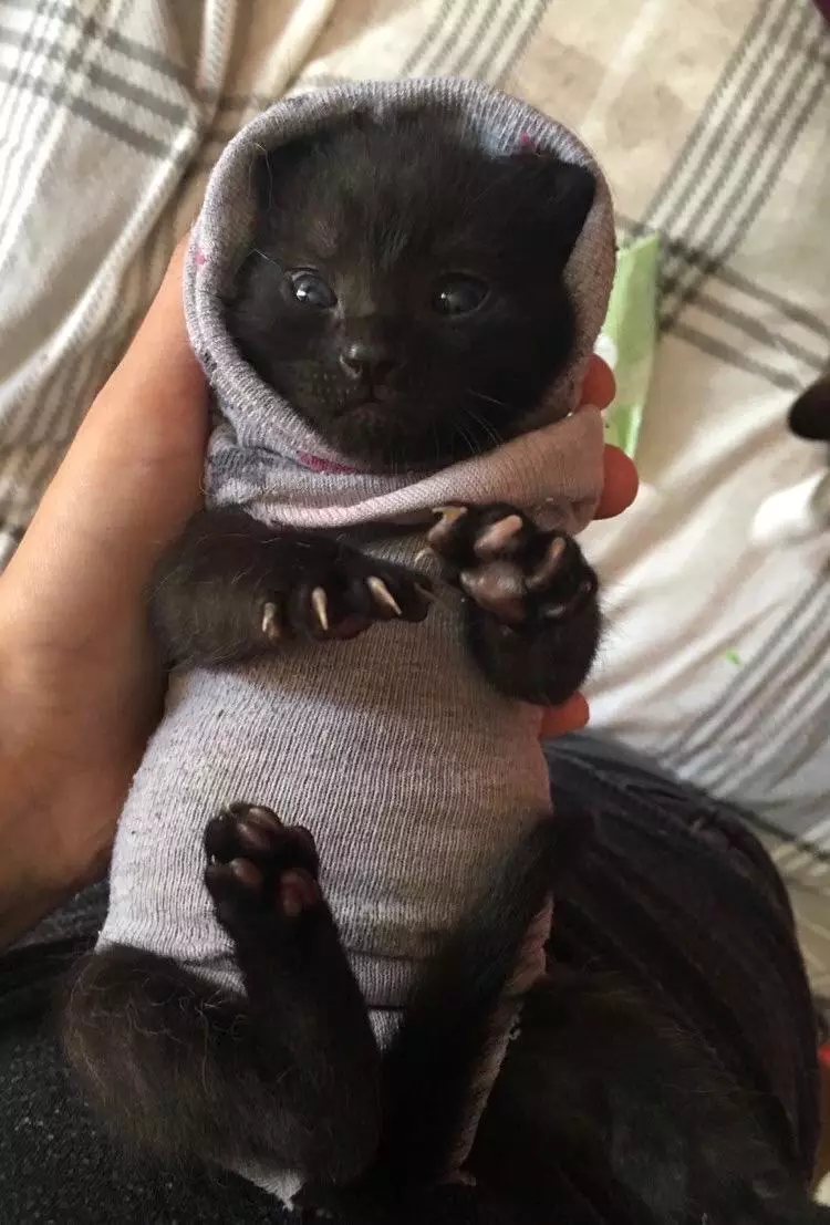 The socks make adorable and handy jumpers for the kittens (