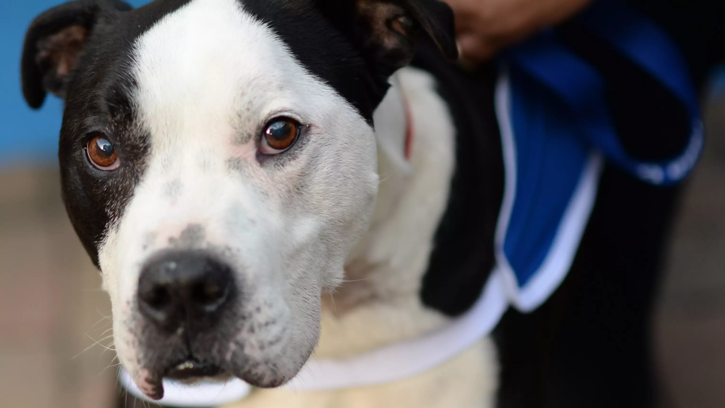 MPs To Debate Whether Staffordshire Bull Terriers Should Be Banned Today 