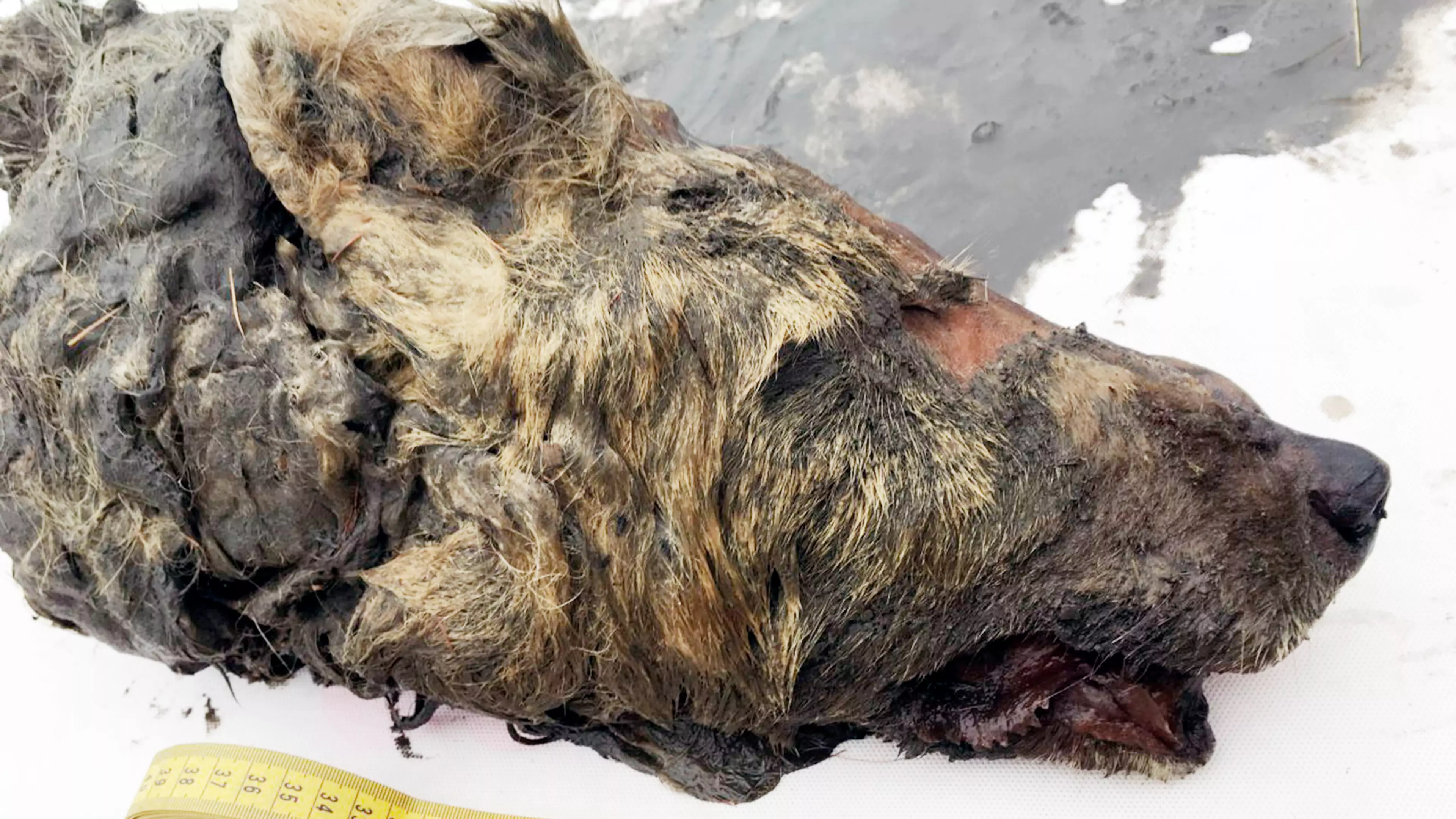 Scientists Discover Frozen Severed Head Of 40,000-Year-Old Siberian Wolf