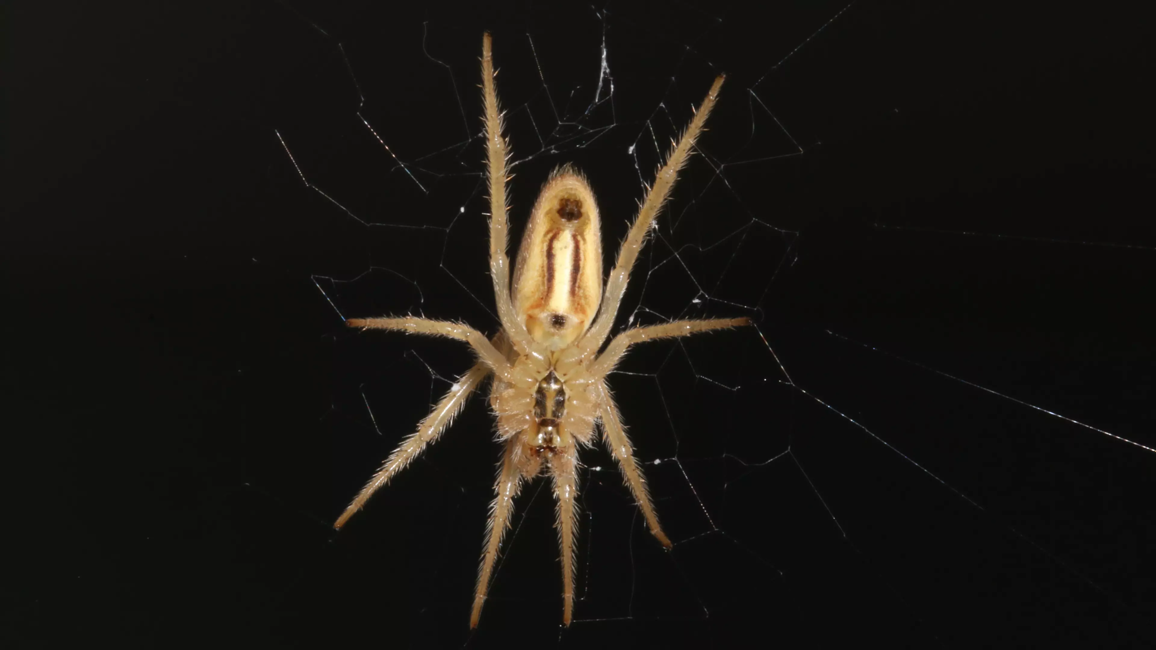 Spiders Could Eat Every Human On Earth In A Year