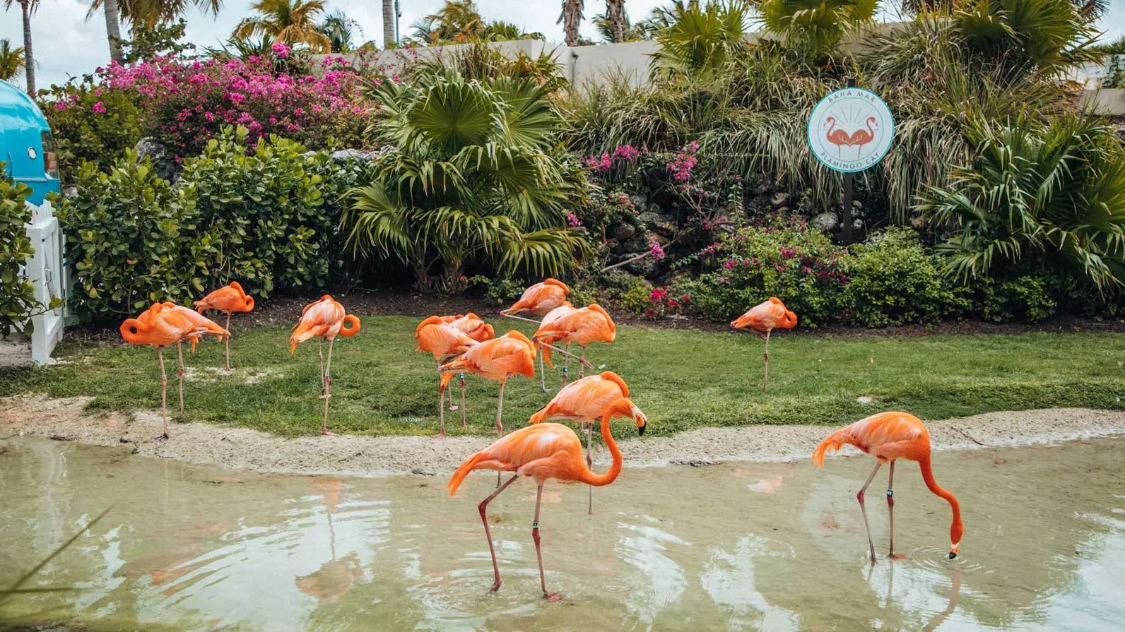 You Can Do Yoga With Flamingos At This Jaw-Dropping Bahamas Resort