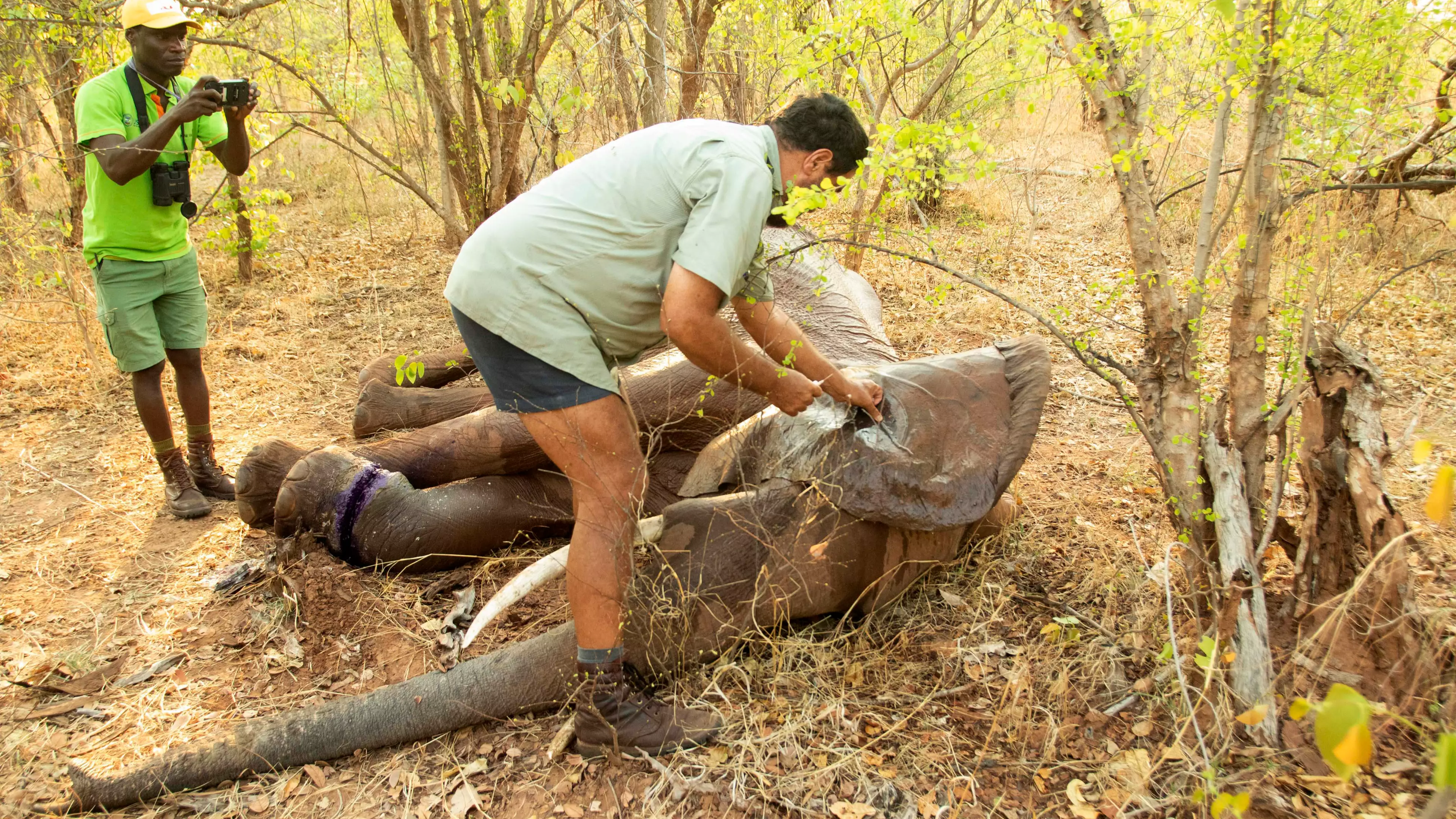 Wildlife Team Rescue Elephant Caught By Poacher's Snare 
