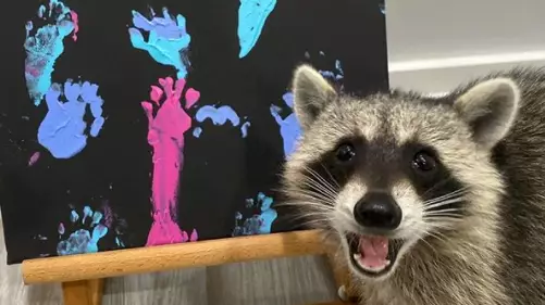 Proud Raccoon Artist Poses Next To Her Beautiful Paw Paintings