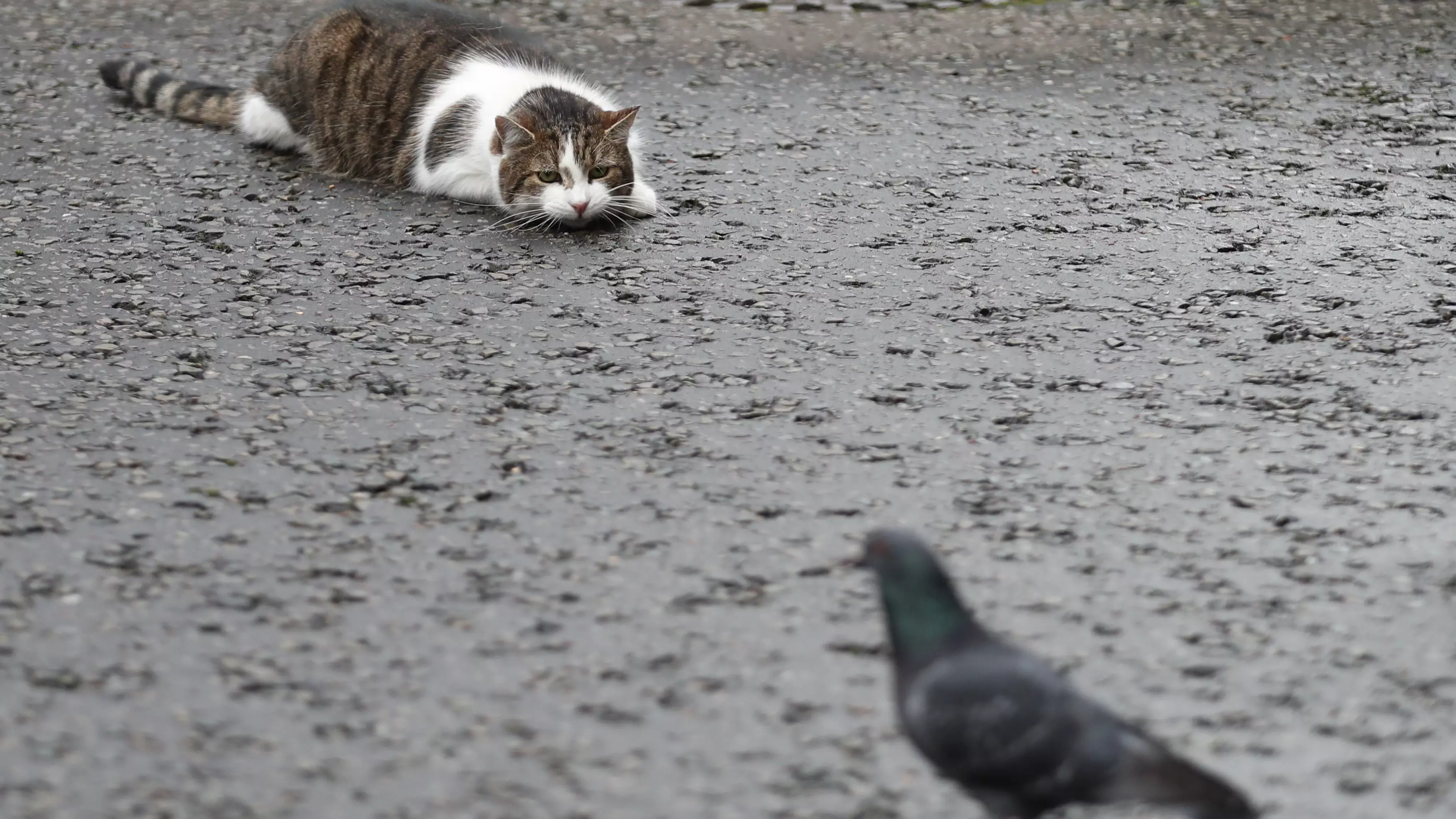 Larry The Number 10 Cat Pounces On Pigeon Amid Brexit Announcement