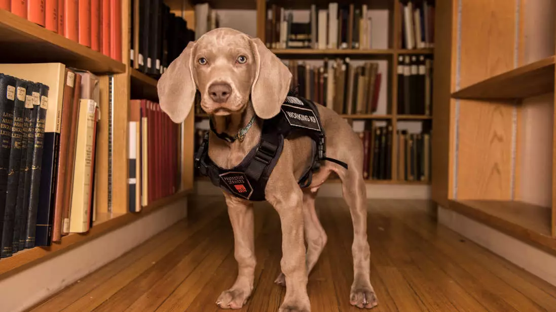 Boston's Museum Of Fine Arts Just Got A Puppy As An Amazing Security Guard