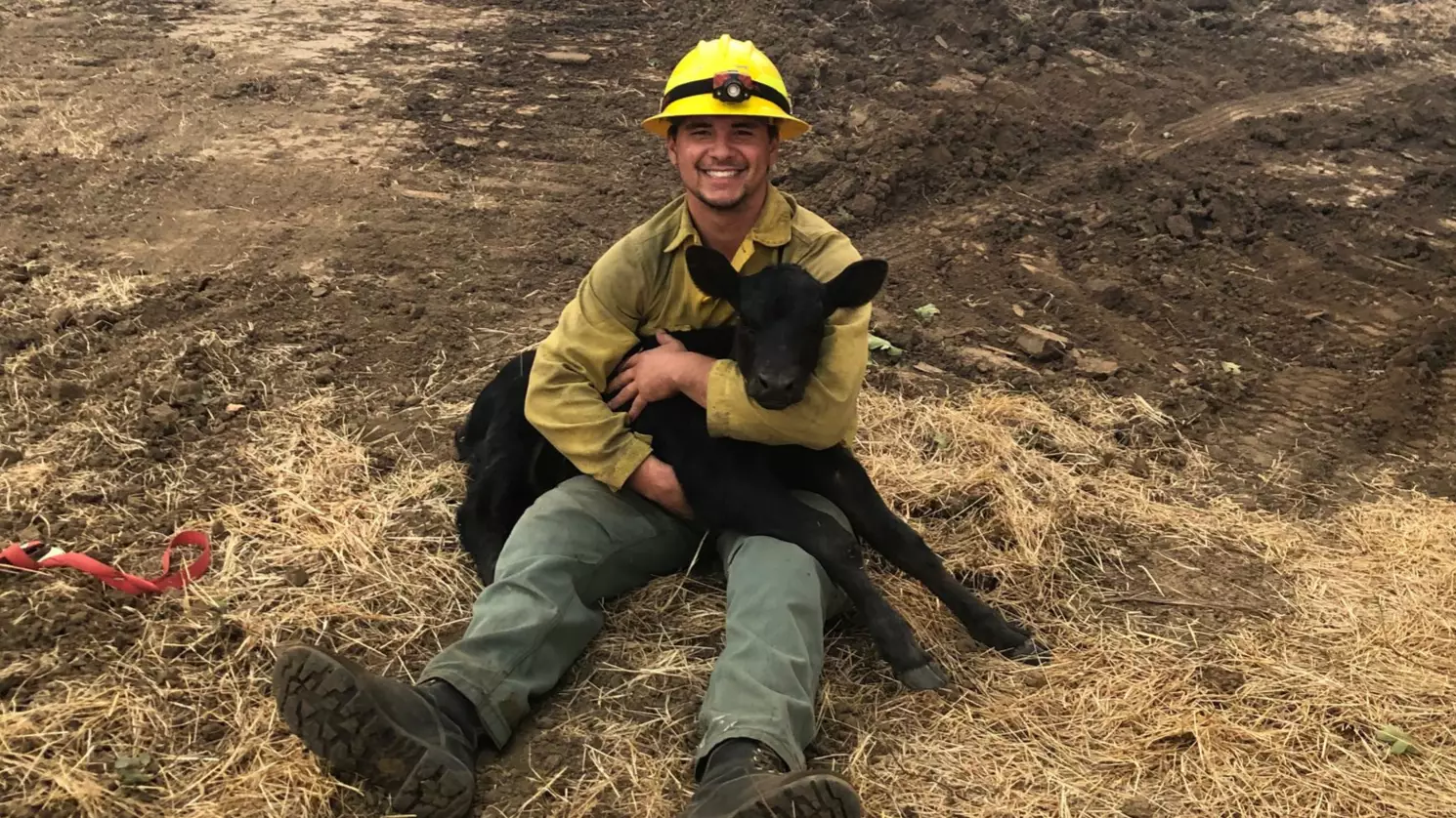 Firefighters Rescue Calf While Battling Massive Wildfire In America