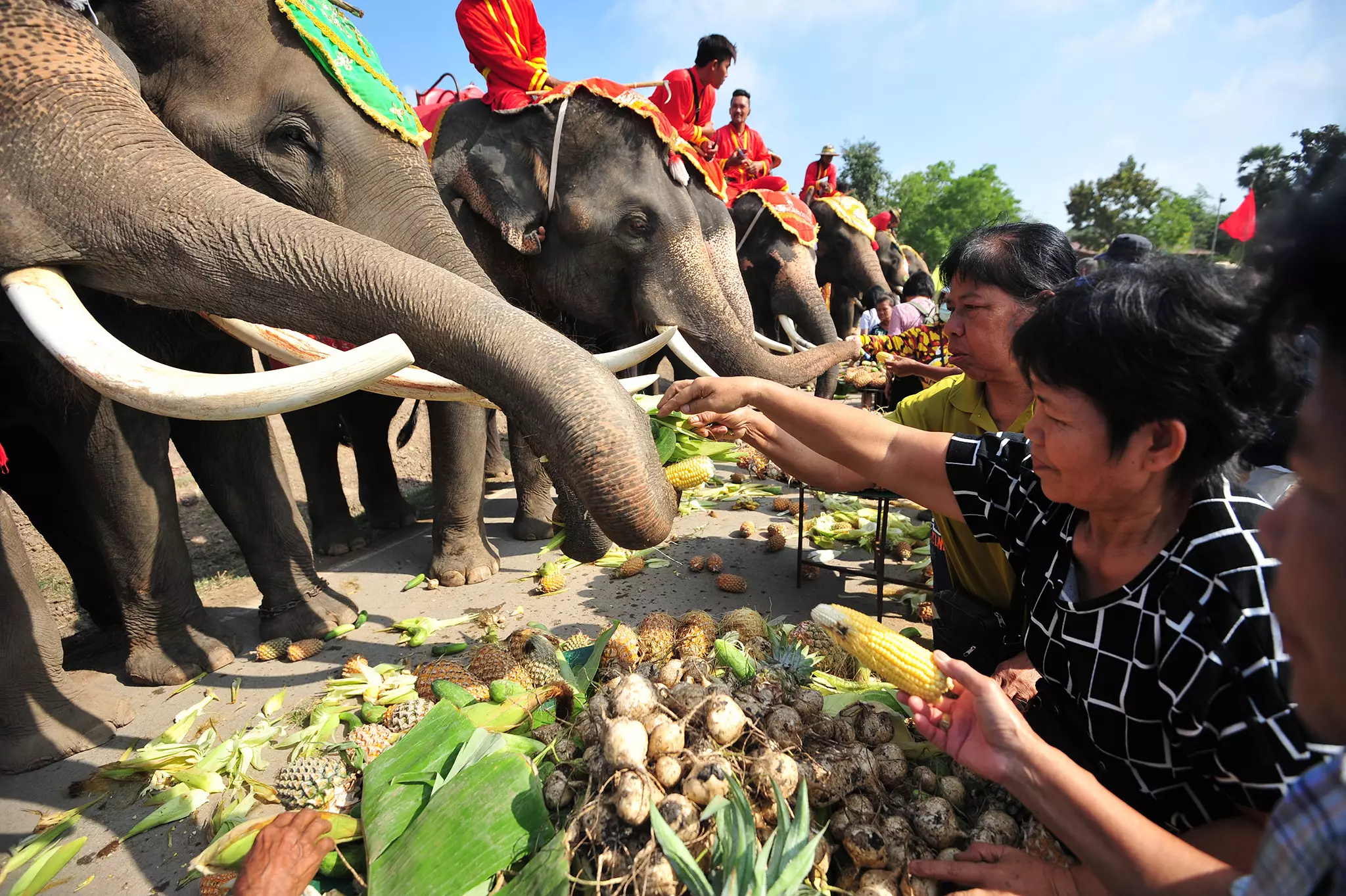 People feed elephants in Thailand on National Elephant Day.