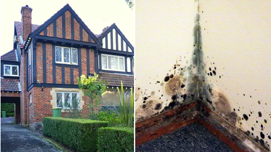 Renters Can Now Sue Landlords Over Mould And Damp In Their Homes