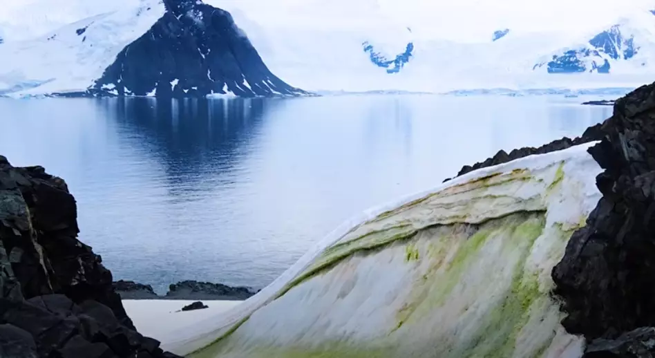 Climate change will cause parts of Antarctica to turn green, scientists say.