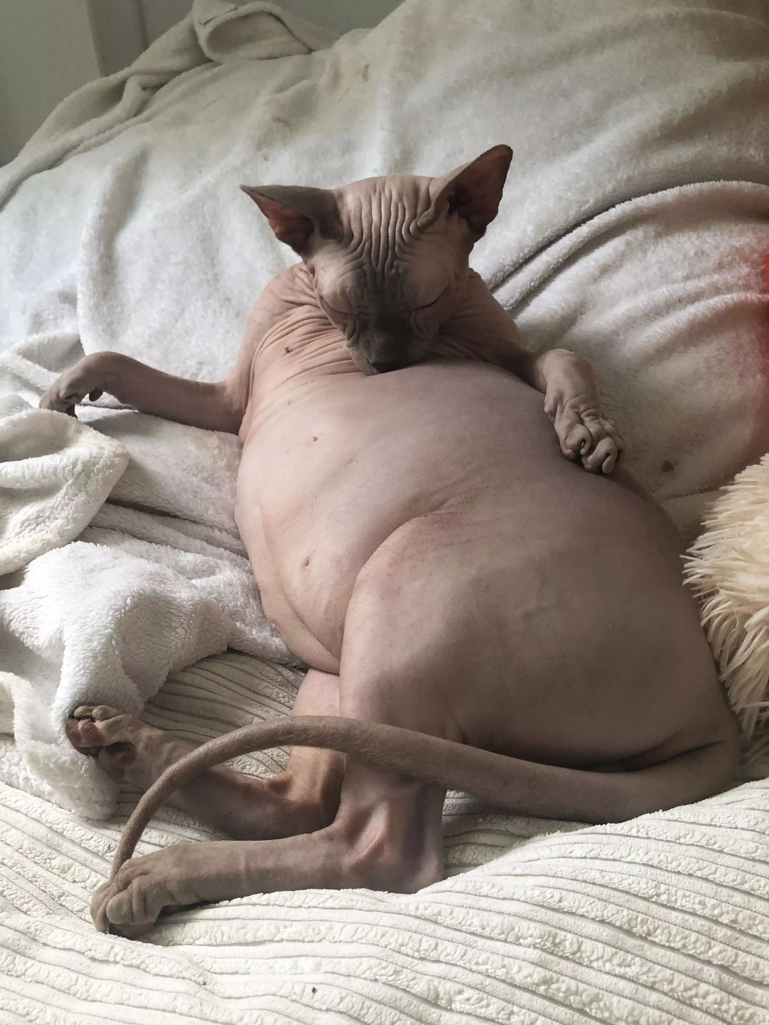 Amsterdam the chonky cat is all of us (