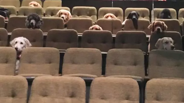 Service Dogs Enjoying Production Of Billy Elliot Goes Viral For All The Right Reasons
