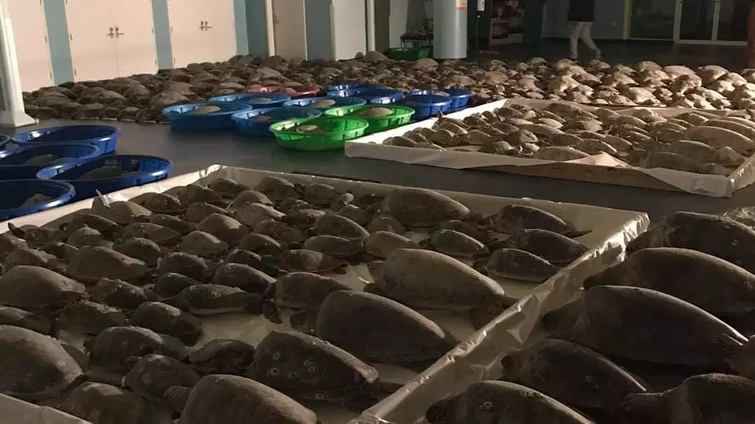 Volunteers Are Rushing To Save As Many Turtles As Possible Amid Texas Winter Cold Snap
