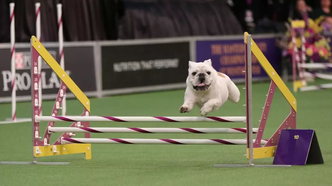 ​Rudy The Bulldog Defies Breed's Stereotypes With Speedy Agility Run