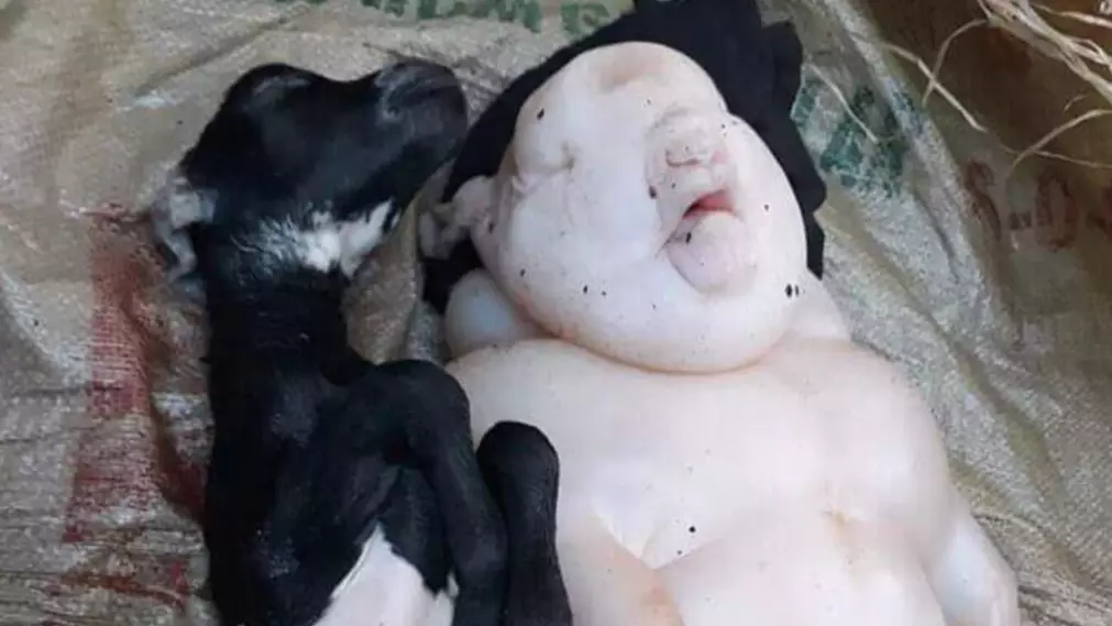 Goat Gives Birth To 'Half-Pig Half-Human' Animal 