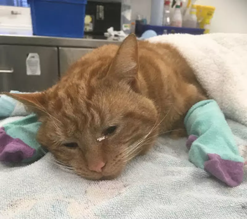 The cats need baby socks to keep heat escaping through their pads after surgery (