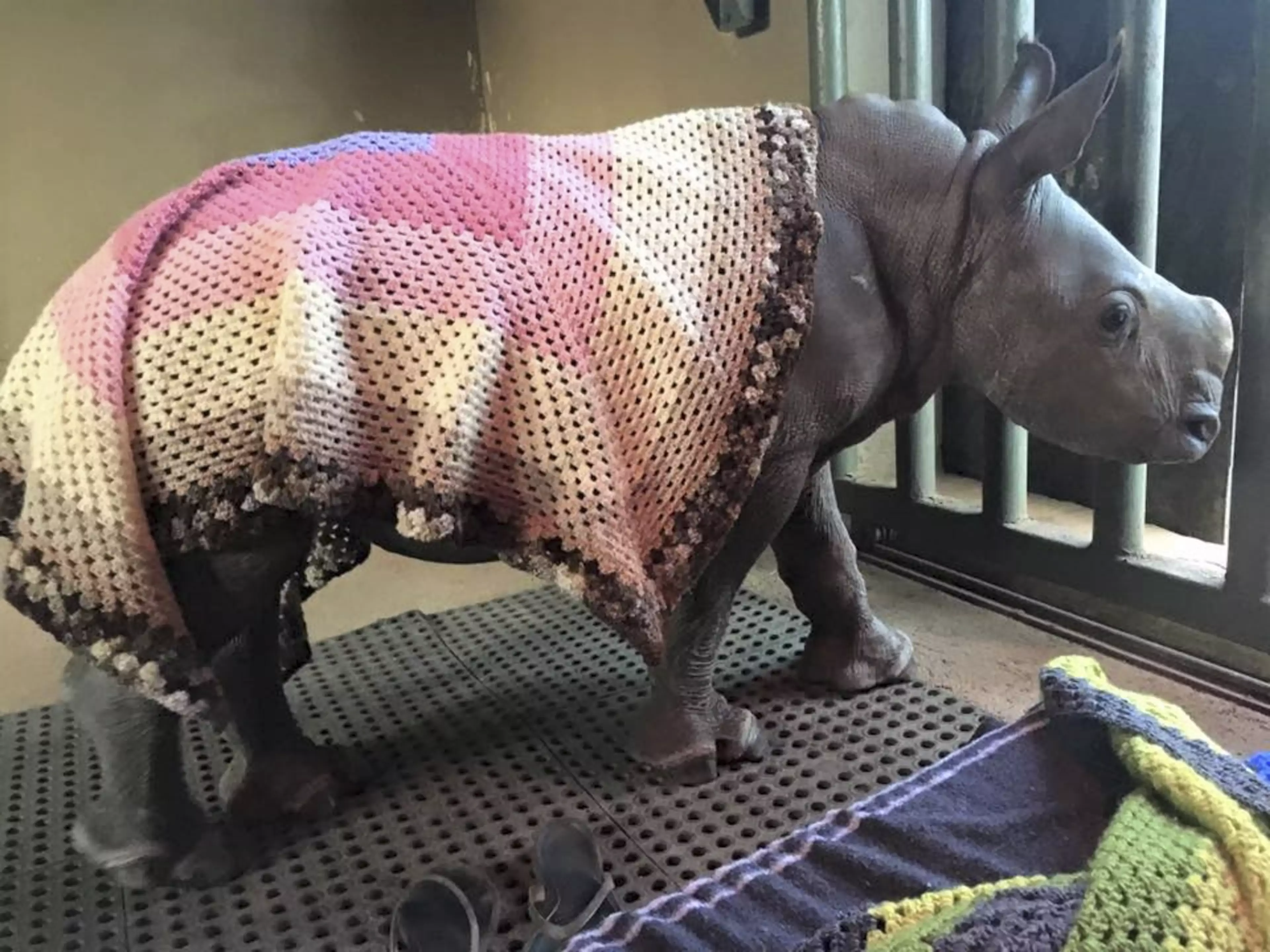 The colourful blankets are keeping orphaned rhinos warm (