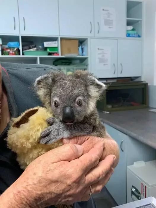 Keli the baby Koala was saved by vets.