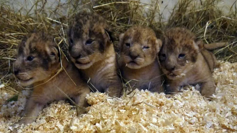 Swedish Zoo Says It Has Euthanised Nine Healthy Lion Cubs Since 2012