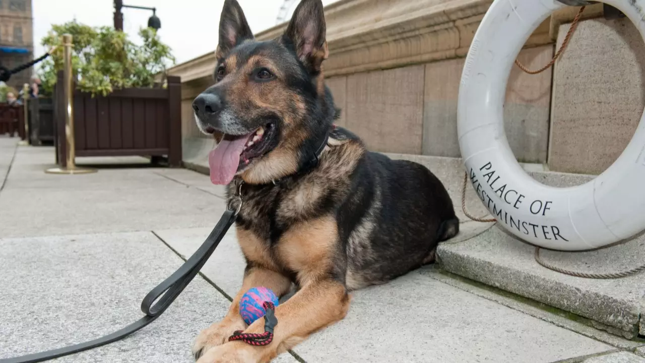 ​Finn’s Law Has Now Come Into Force To Protect Service Animals