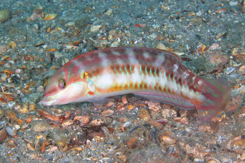 This is the slippery dick fish found in the Atlantic Ocean.