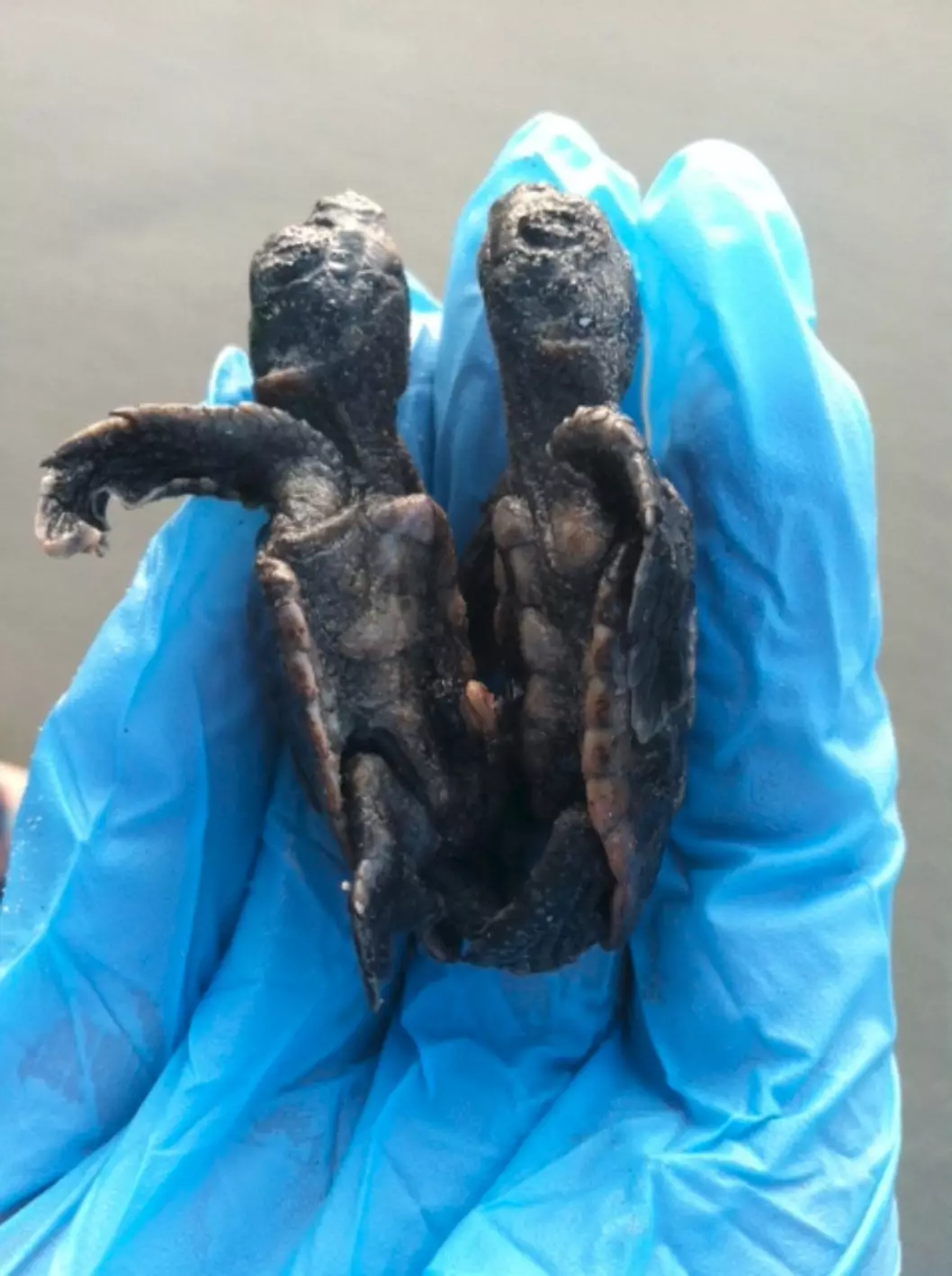 The tiny two-headed turtle was found by volunteers.