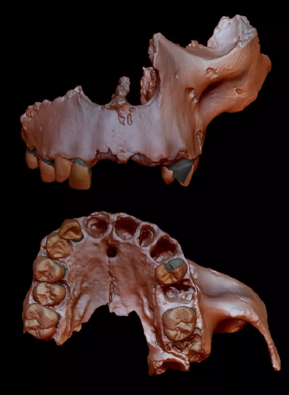 A digital recreation of the Homo antecessor fossil.