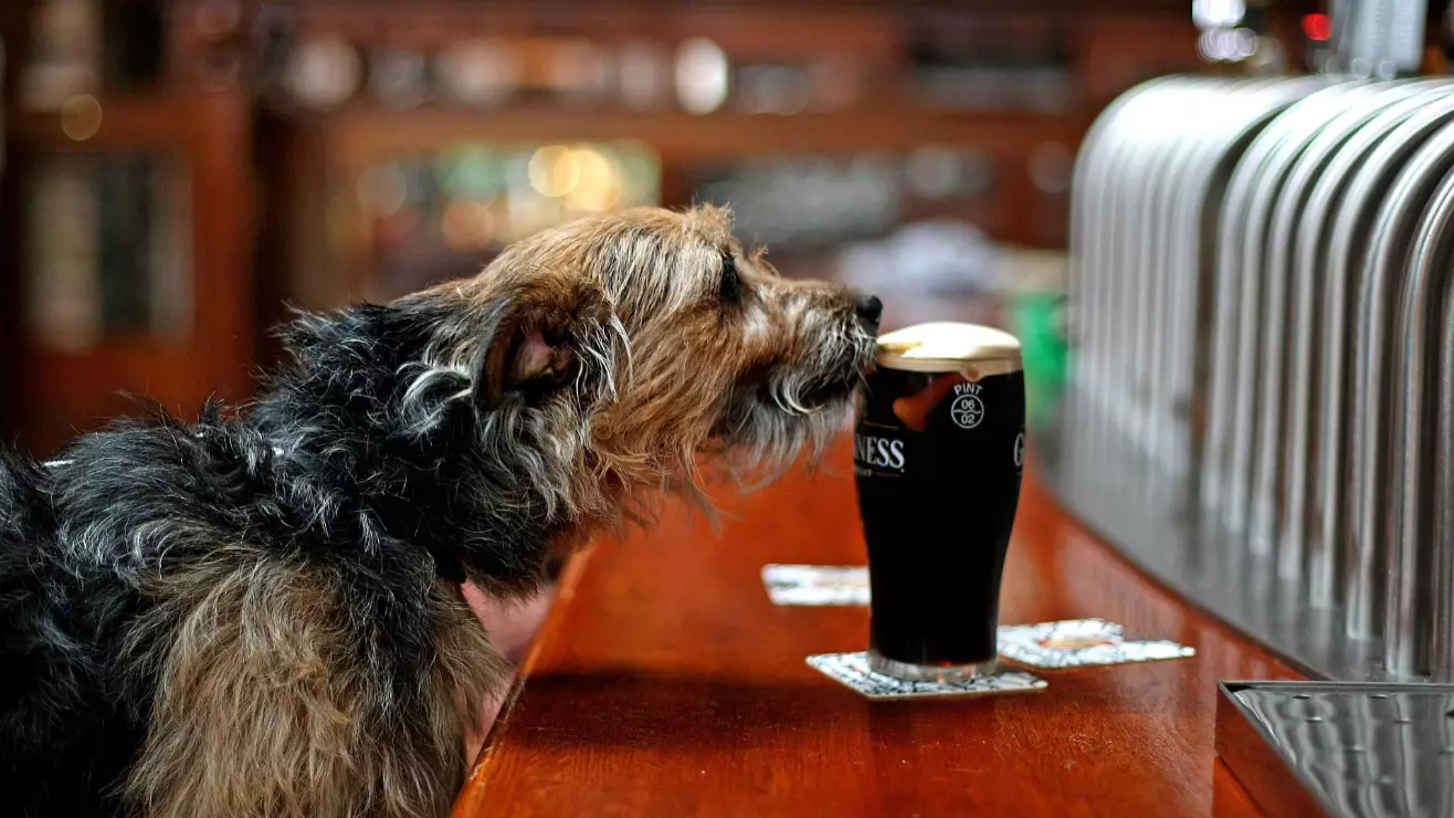 Wetherspoon To Ban All Dogs From Its Pubs