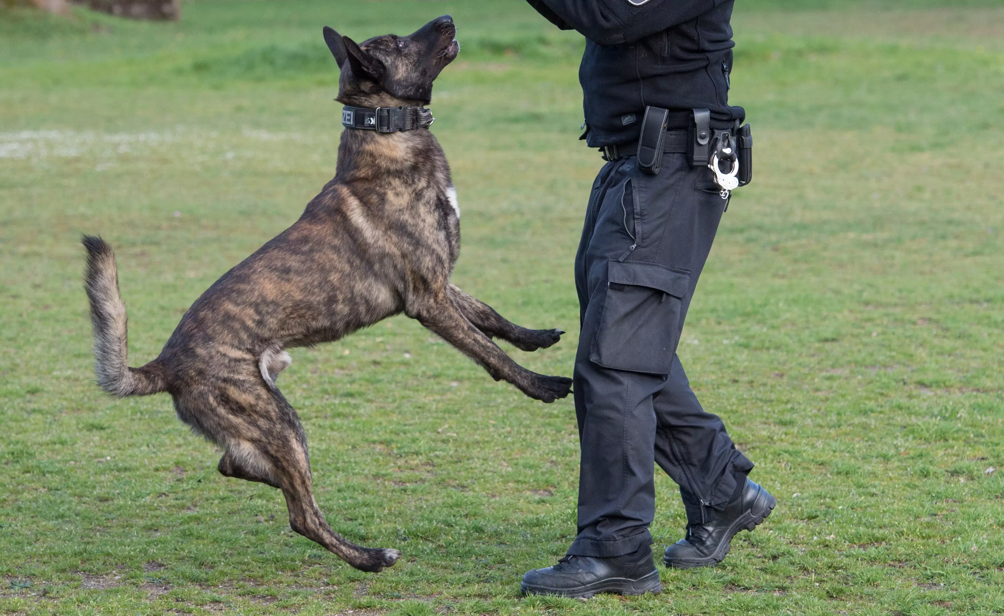 A modern police officer trains a bomb detection dog.
