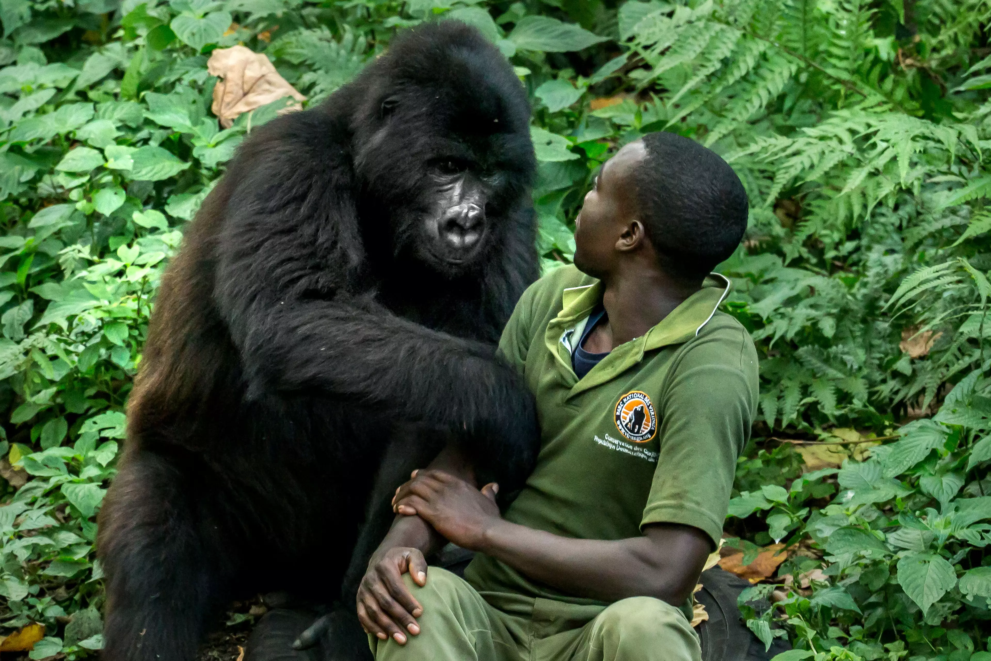Gorilla hugging human caretaker