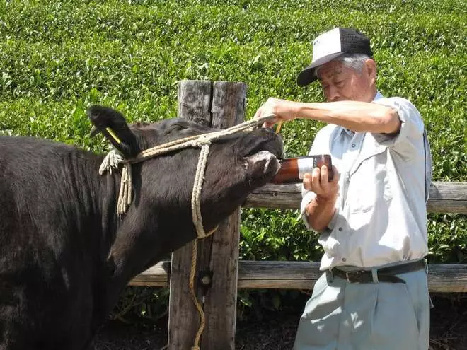 Mr Tochigi nurtures the cattle by giving them bottled beer.