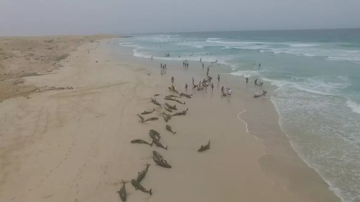 Over 100 Dead Dolphins Found Stranded On Beach