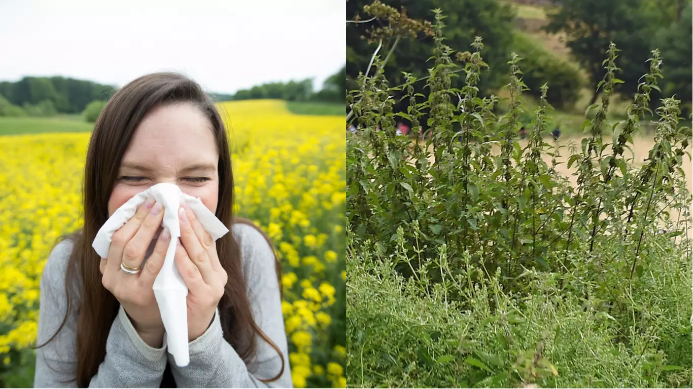 ​Bloke Reckons He's Cured His Hay Fever With Stinging Nettles