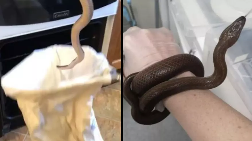 Pensioner Finds Snake In Her Oven When She Opens The Door To Cook Chips