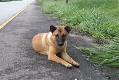 Dog Killed By A Car After Waiting A Year For Owner To Return