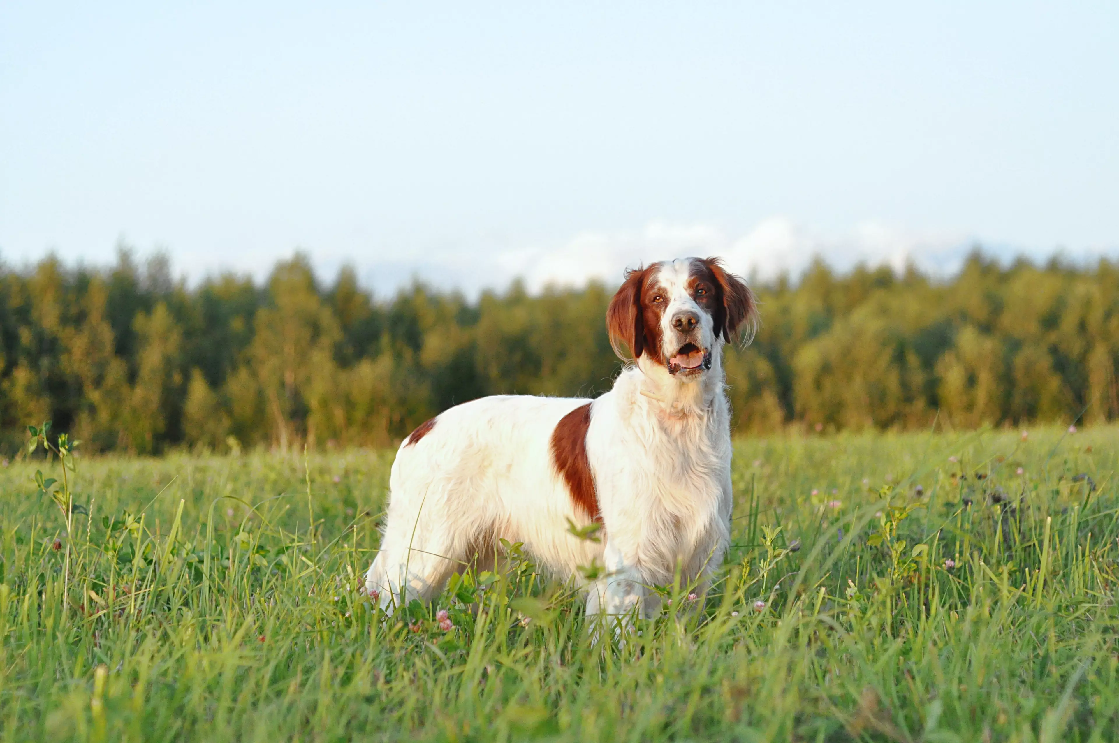 Registrations for the Irish Red and White Setter are now up by 113 per cent (