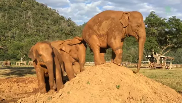 Elephant Gets Revenge On Shitty Mate By Letting Off Ridiculous Fart On Its Head