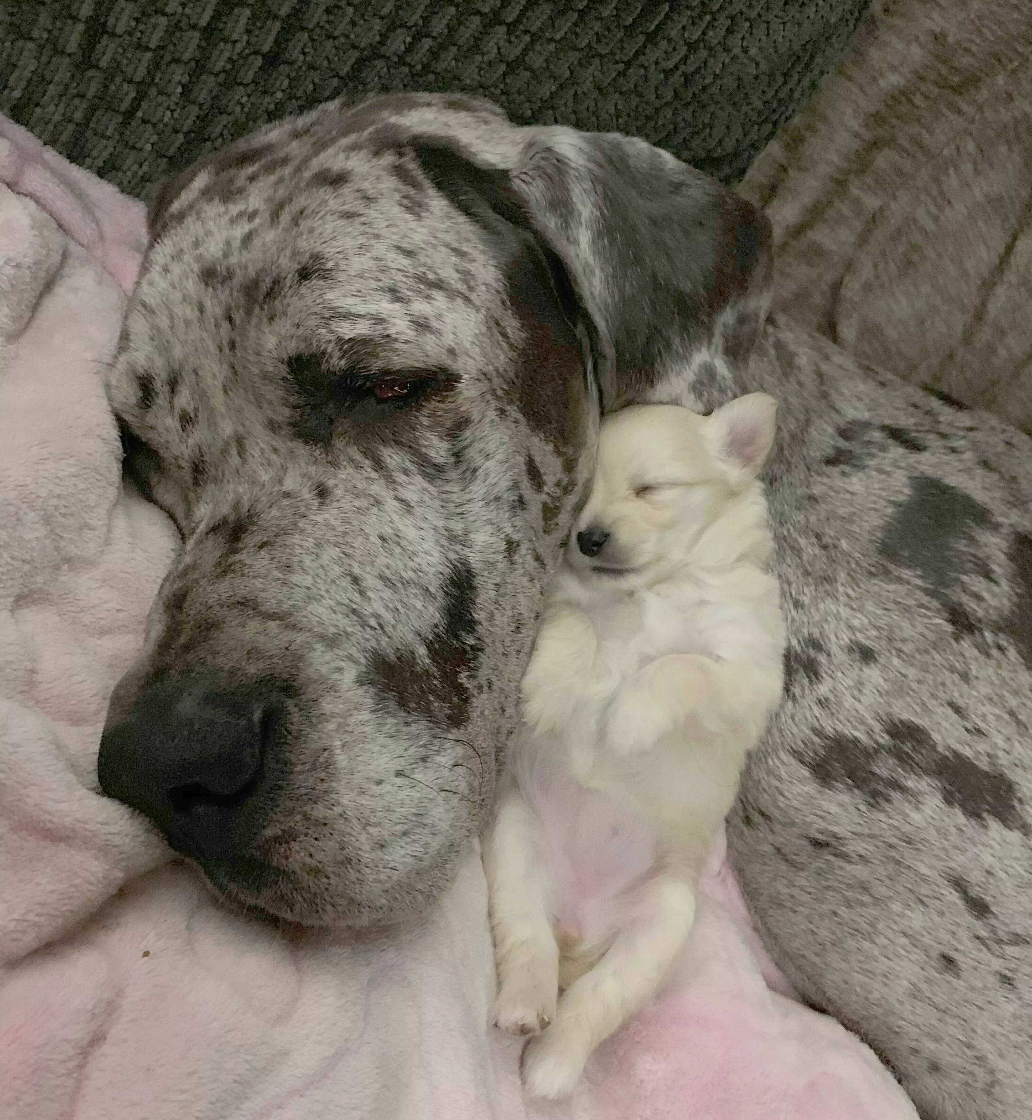 The doggy duo are best friends (