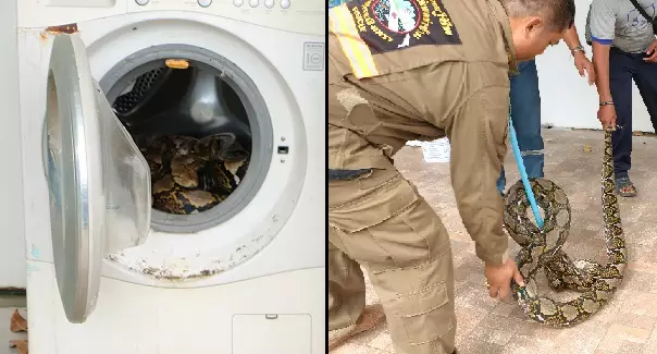 Geezer Finds 12-Foot Python Kicking Fat Chills In His Washing Machine