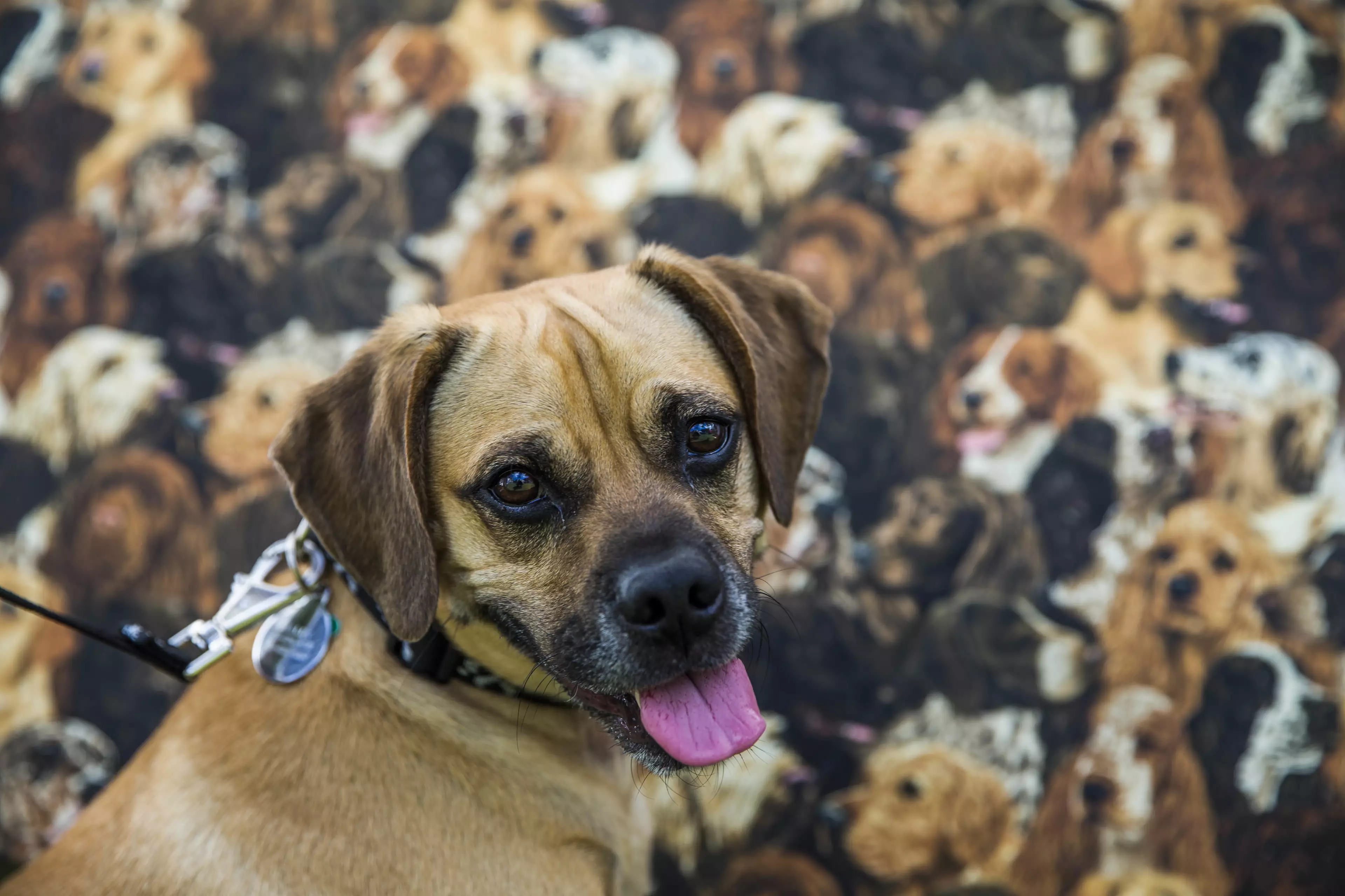 A puggle - cute, but why are we making weird breeds of dogs.