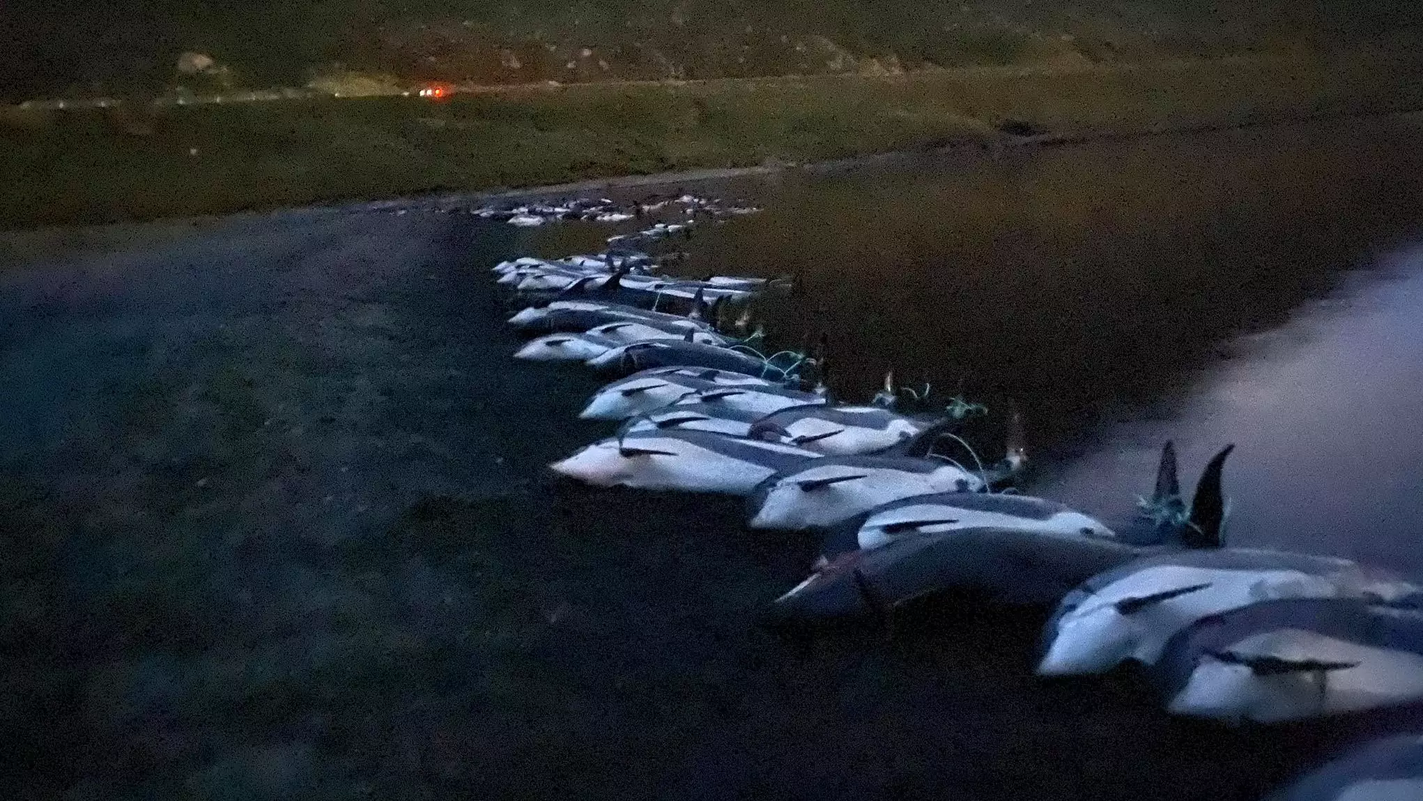 1,400 Dolphins Killed In Single Day During Annual Faroe Islands Hunt