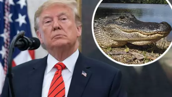 Donald Trump Talked About Filling The Border With Alligators Or Snakes
