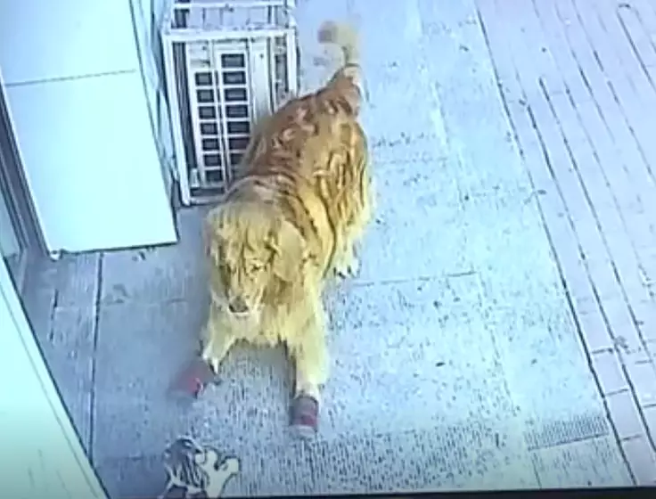 Gao's dog cornered the cat after it knocked him out.