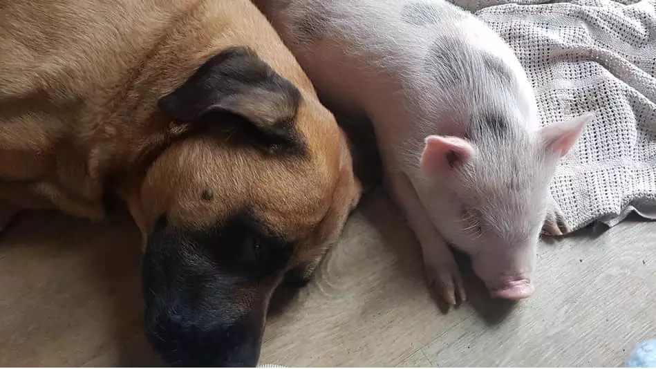 Vegan Family Who Rescued Piglet From Slaughter Risk Losing Council House
