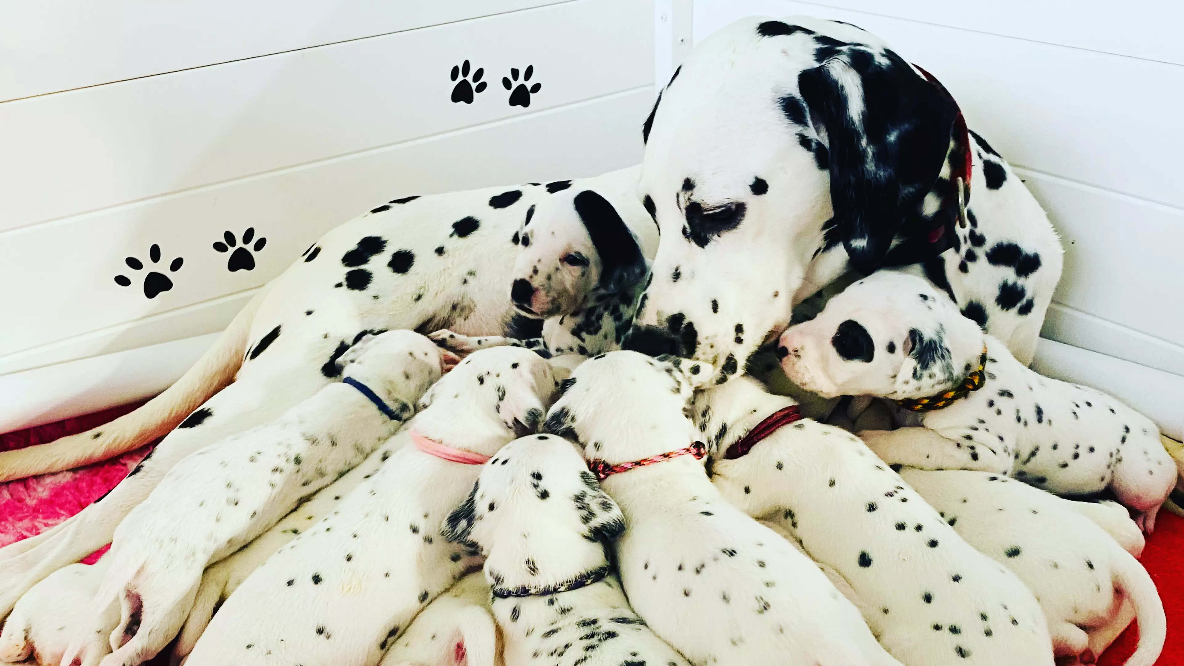 A Dalmatian Gave Birth To Huge Litter And The Story Is Like A Disney Movie  