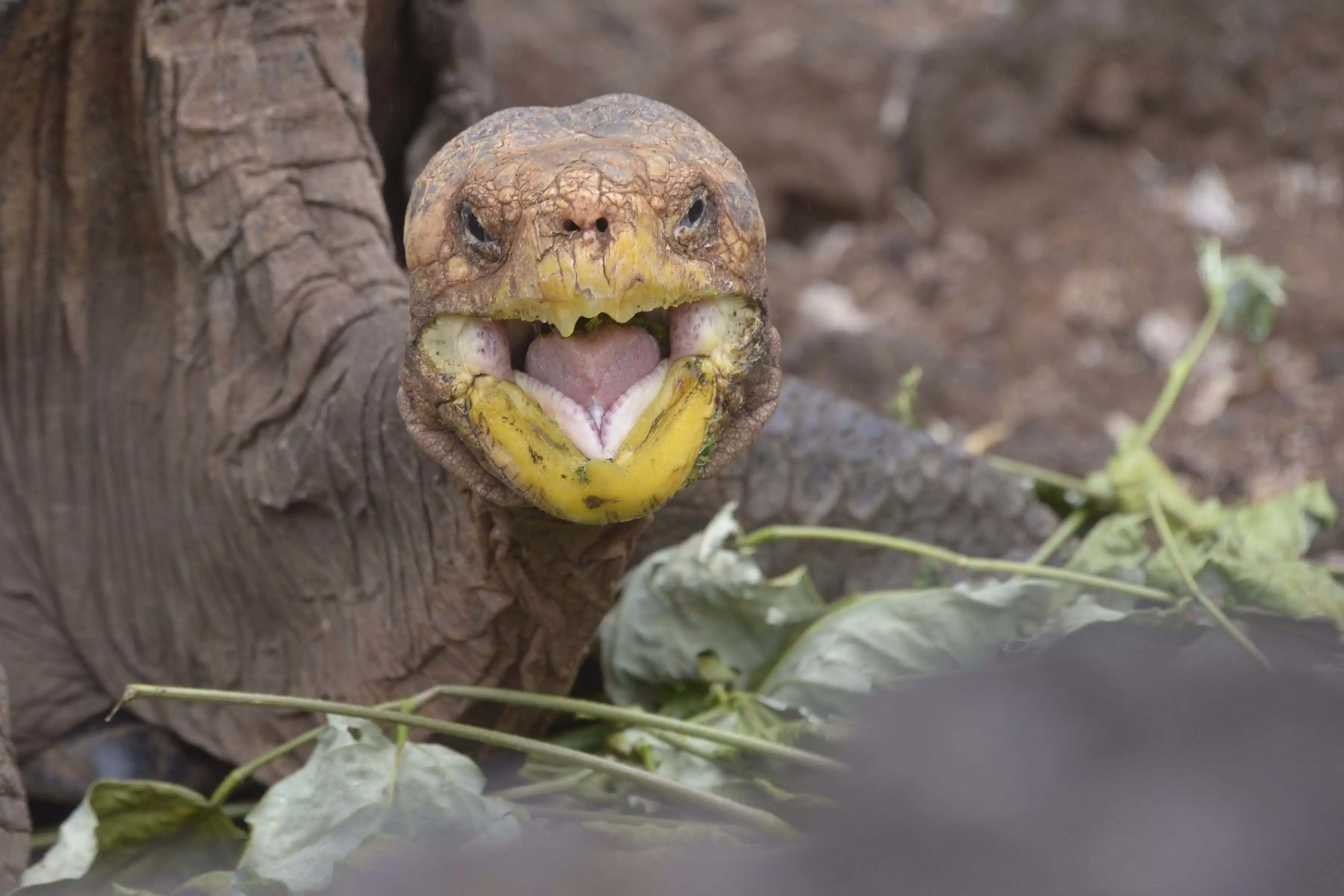 Diego is living out the rest of his days on his native island.
