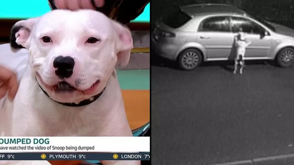 Snoop The Abandoned Staffie Is In 'Good Condition' As He Appears On 'Good Morning Britain' 