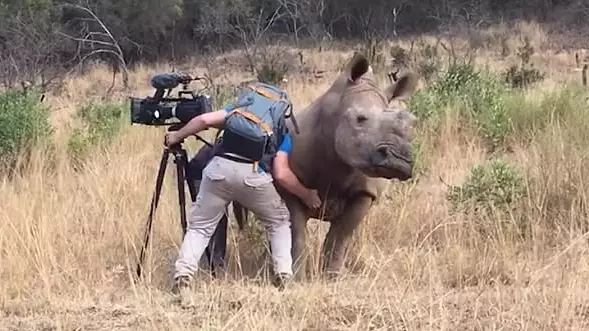 Rhino Approaches Cameraman And... Asks For A Belly Rub