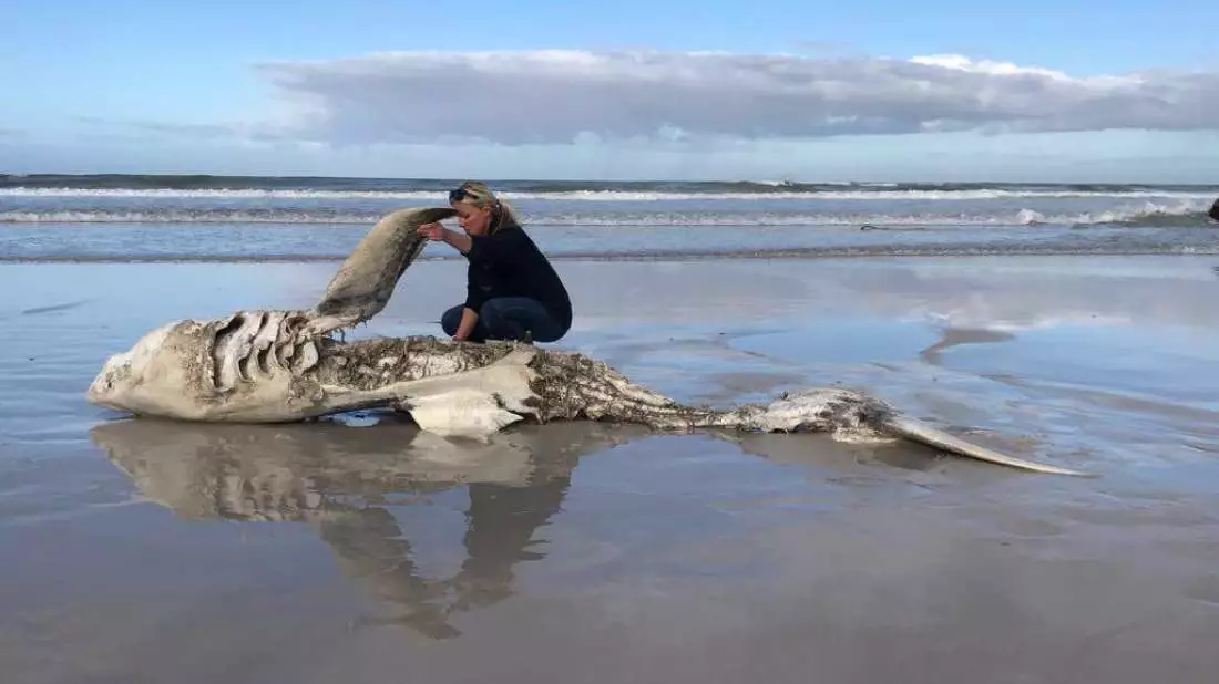 Great White Sharks Are Washing Ashore With Their Organs 'Precisely Removed'