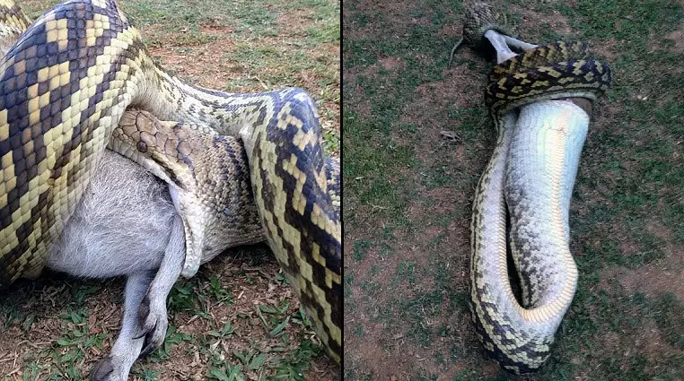 Savage Python Devours Wallaby With Joey In Its Pouch
